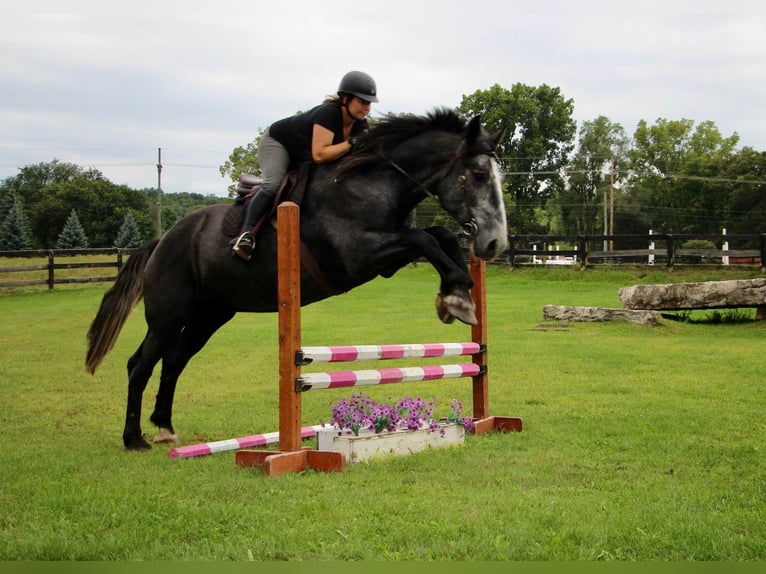 Arbeitspferd Wallach 7 Jahre Schimmel in Highland MI