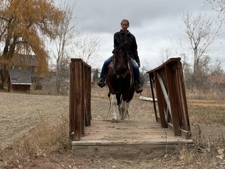 Arbeitspferd Wallach 7 Jahre Tobiano-alle-Farben in Fort Collins