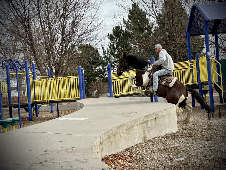 Arbeitspferd Wallach 7 Jahre Tobiano-alle-Farben in Fort Collins