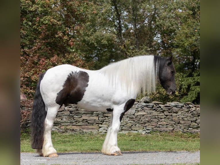 Arbeitspferd Wallach 7 Jahre Tobiano-alle-Farben in Everett PA