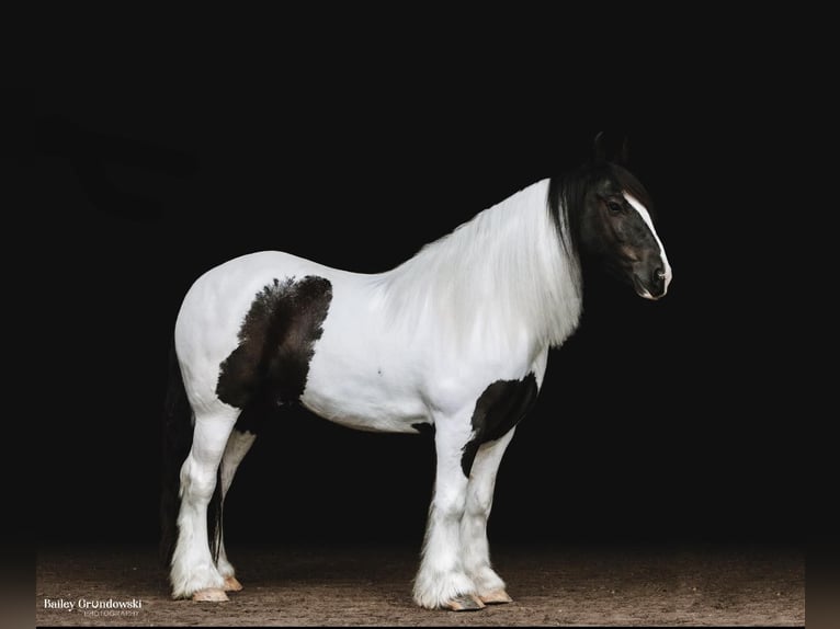 Arbeitspferd Wallach 7 Jahre Tobiano-alle-Farben in Everett PA