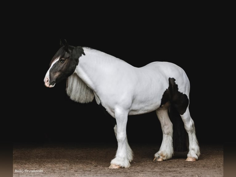 Arbeitspferd Wallach 7 Jahre Tobiano-alle-Farben in Everett PA