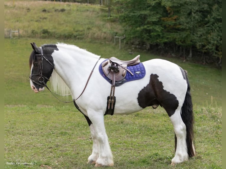 Arbeitspferd Wallach 7 Jahre Tobiano-alle-Farben in Everett PA