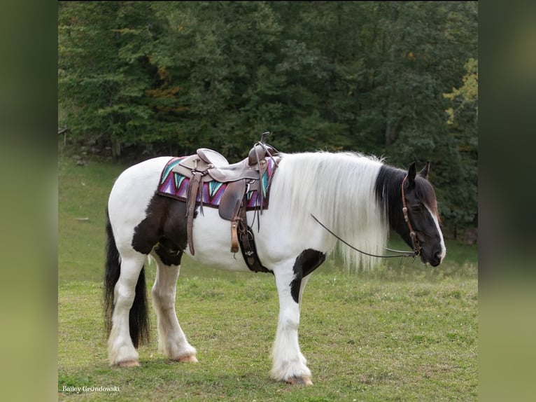 Arbeitspferd Wallach 7 Jahre Tobiano-alle-Farben in Everett PA