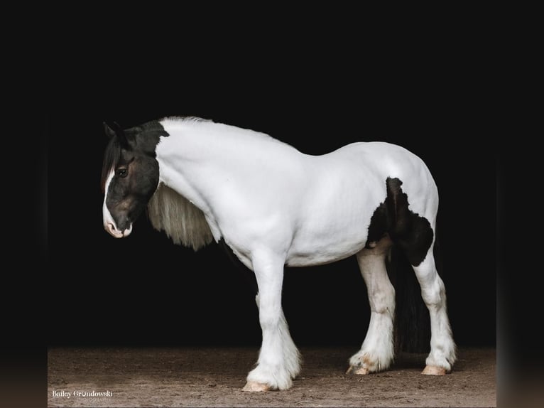 Arbeitspferd Wallach 7 Jahre Tobiano-alle-Farben in Everett PA