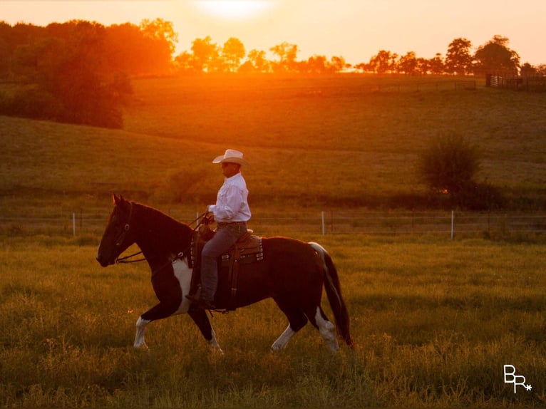 Arbeitspferd Wallach 7 Jahre Tobiano-alle-Farben in Mountain Grove MO