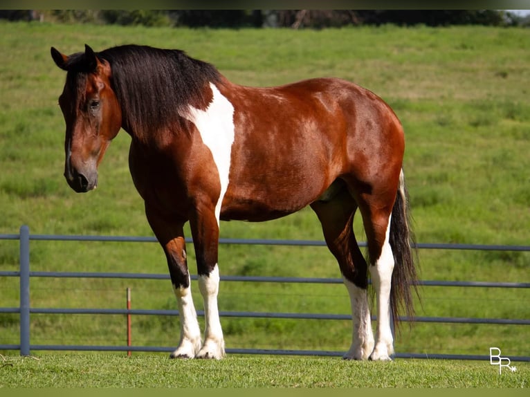 Arbeitspferd Wallach 7 Jahre Tobiano-alle-Farben in Mountain Grove MO