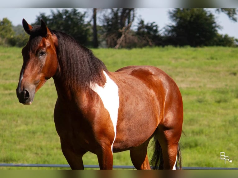 Arbeitspferd Wallach 7 Jahre Tobiano-alle-Farben in Mountain Grove MO