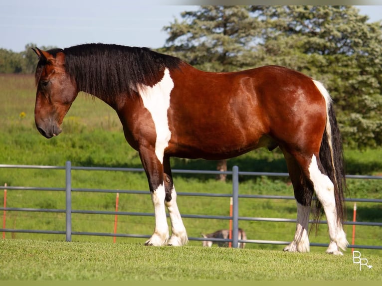 Arbeitspferd Wallach 7 Jahre Tobiano-alle-Farben in Mountain Grove MO