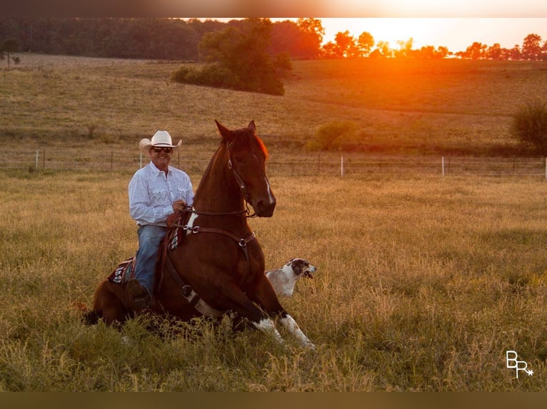 Arbeitspferd Wallach 7 Jahre Tobiano-alle-Farben in Mountain Grove MO