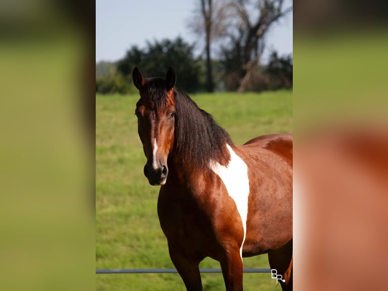 Arbeitspferd Wallach 7 Jahre Tobiano-alle-Farben in Mountain Grove MO