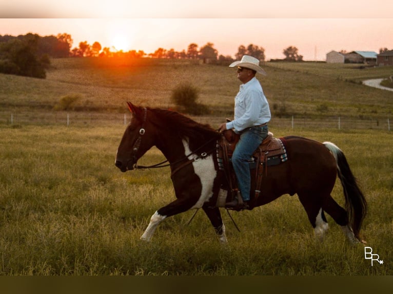 Arbeitspferd Wallach 7 Jahre Tobiano-alle-Farben in Mountain Grove MO