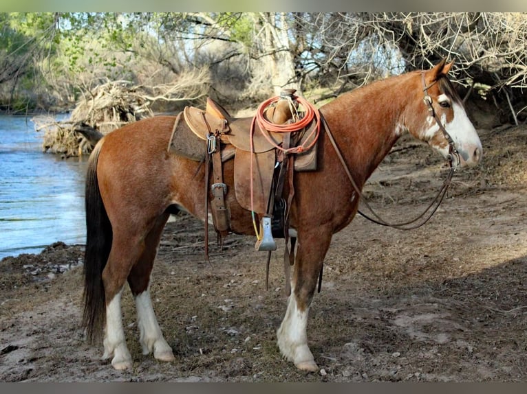Arbeitspferd Mix Wallach 8 Jahre 142 cm Roan-Bay in Redrock, NM