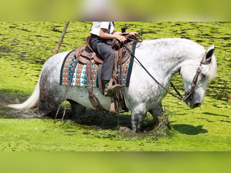 Arbeitspferd Mix Wallach 8 Jahre 142 cm Schimmel in Shipshewana