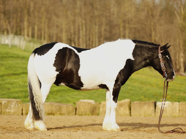 Arbeitspferd Mix Wallach 8 Jahre 145 cm Tobiano-alle-Farben in Millersburg