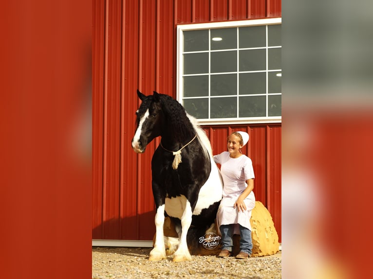 Arbeitspferd Mix Wallach 8 Jahre 145 cm Tobiano-alle-Farben in Millersburg