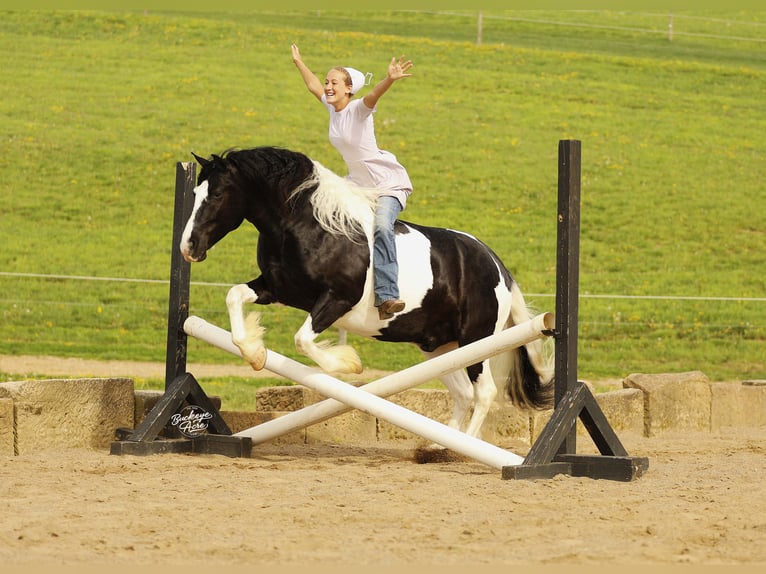 Arbeitspferd Mix Wallach 8 Jahre 145 cm Tobiano-alle-Farben in Millersburg
