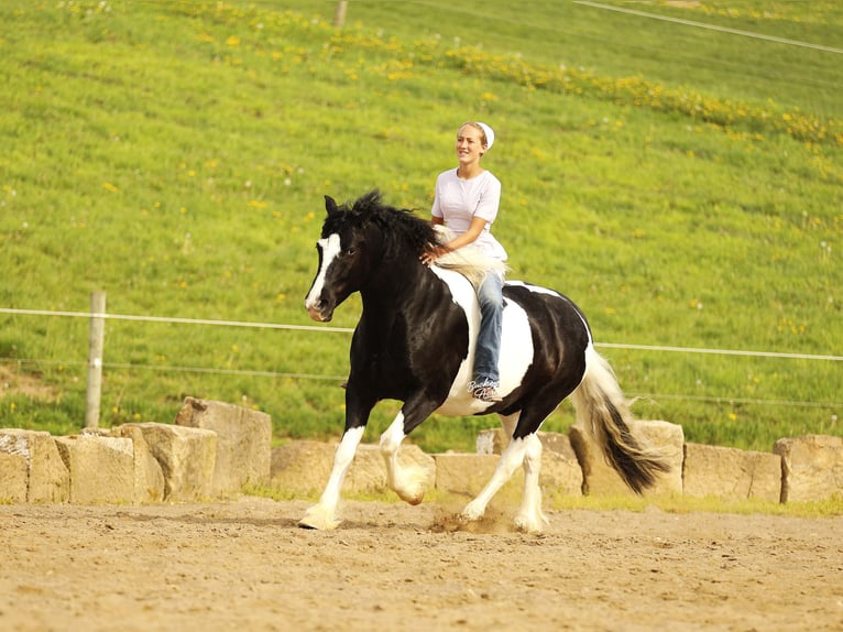 Arbeitspferd Mix Wallach 8 Jahre 145 cm Tobiano-alle-Farben in Millersburg