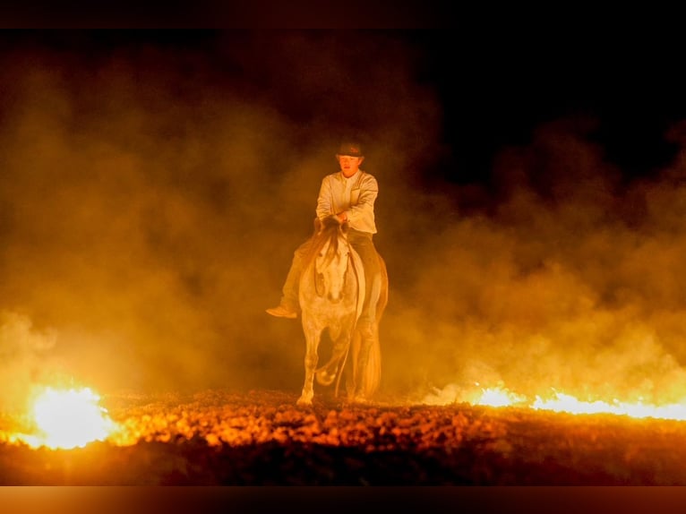 Arbeitspferd Wallach 8 Jahre 150 cm Schimmel in Ripley