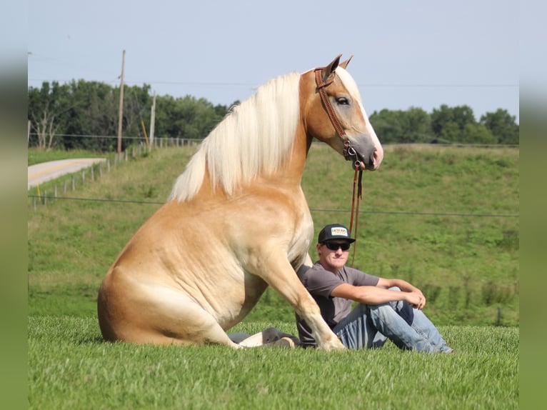 Arbeitspferd Wallach 8 Jahre 155 cm Palomino in Whitley city  Ky