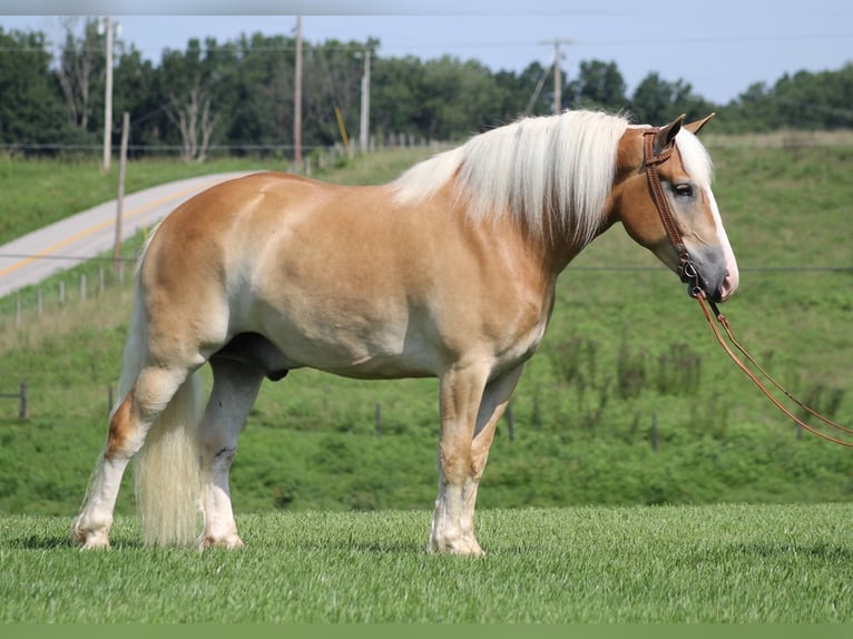 Arbeitspferd Wallach 8 Jahre 155 cm Palomino in Whitley city  Ky