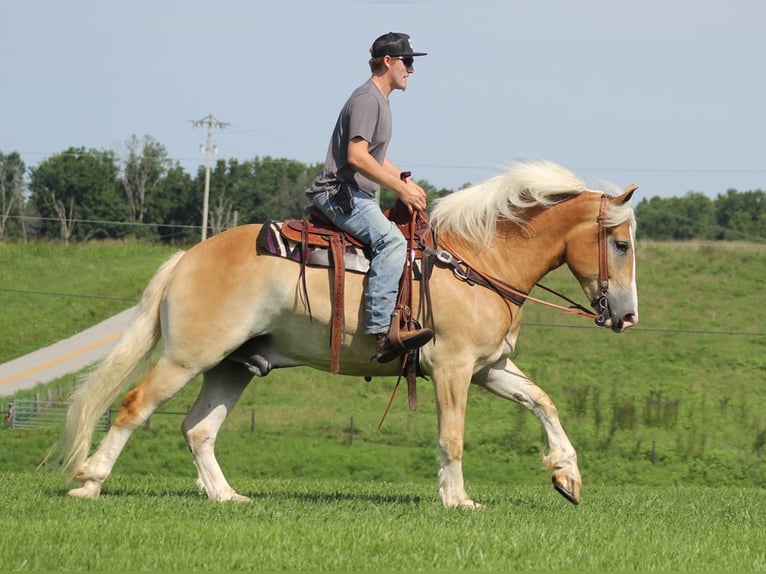 Arbeitspferd Wallach 8 Jahre 155 cm Palomino in Whitley city  Ky