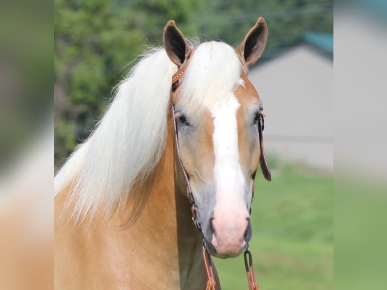 Arbeitspferd Wallach 8 Jahre 155 cm Palomino in Whitley city  Ky