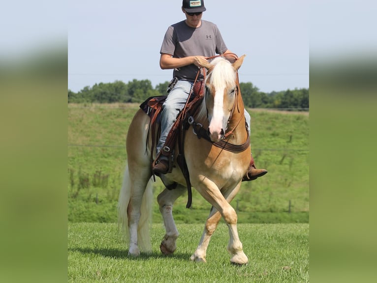 Arbeitspferd Wallach 8 Jahre 155 cm Palomino in Whitley city  Ky