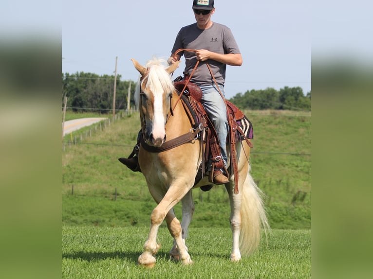 Arbeitspferd Wallach 8 Jahre 155 cm Palomino in Whitley city  Ky