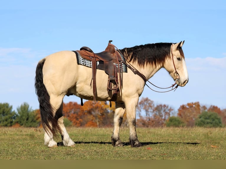 Arbeitspferd Mix Wallach 8 Jahre 157 cm Buckskin in Clarion