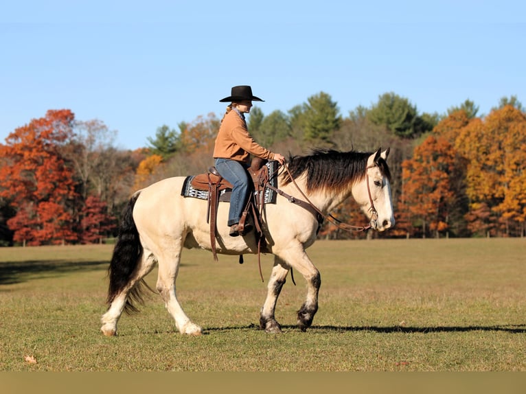 Arbeitspferd Mix Wallach 8 Jahre 157 cm Buckskin in Clarion