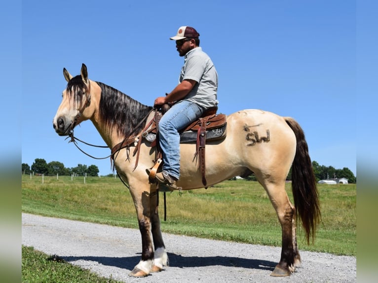 Arbeitspferd Wallach 8 Jahre 157 cm Buckskin in Greenville Ky