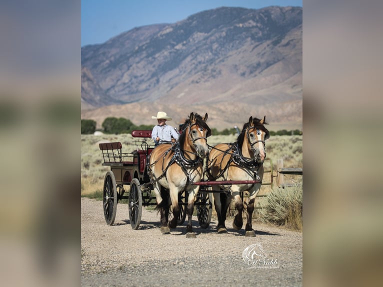 Arbeitspferd Mix Wallach 8 Jahre 157 cm Buckskin in Cody