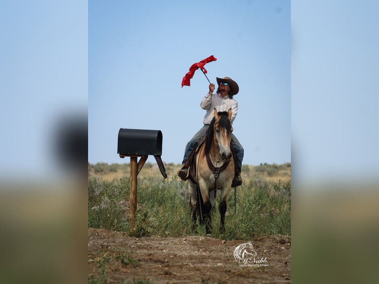 Arbeitspferd Mix Wallach 8 Jahre 157 cm Buckskin in Cody