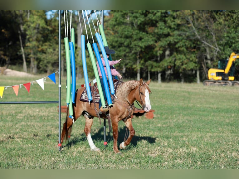 Arbeitspferd Mix Wallach 8 Jahre 157 cm Red Dun in Purdy