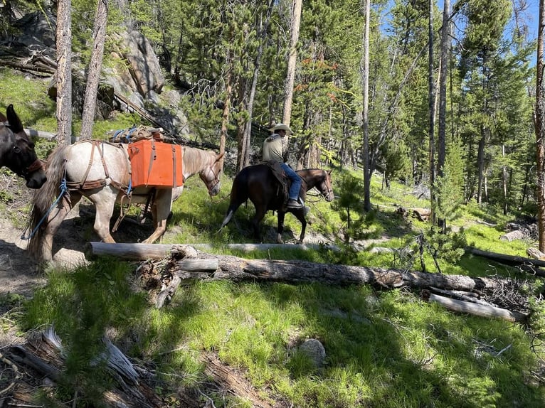 Arbeitspferd Mix Wallach 8 Jahre 157 cm Roan-Red in Dillon, MT