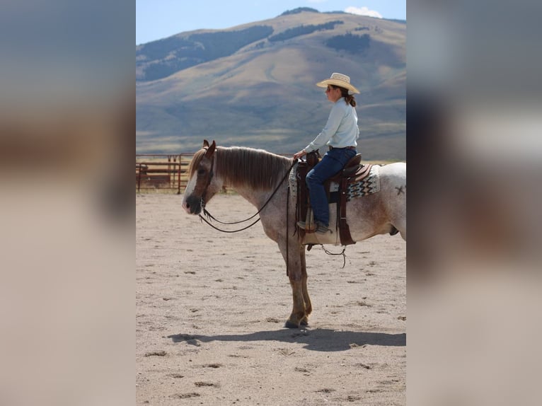 Arbeitspferd Mix Wallach 8 Jahre 157 cm Roan-Red in Dillon, MT