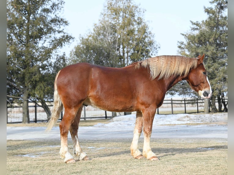 Arbeitspferd Wallach 8 Jahre 157 cm Rotfuchs in Fairbanks IA