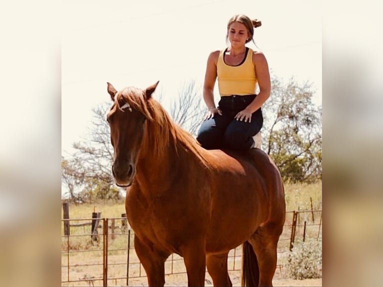 Arbeitspferd Mix Wallach 8 Jahre 157 cm Rotfuchs in Weatherford, TX