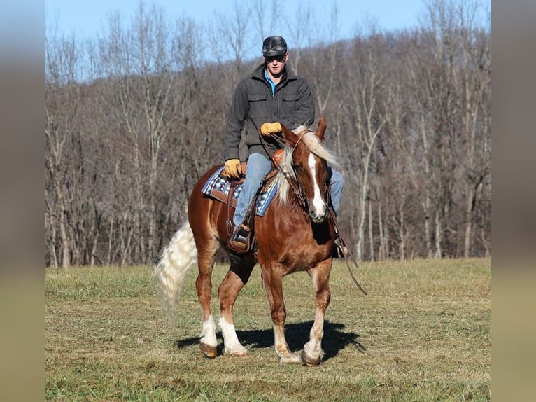 Arbeitspferd Wallach 8 Jahre 157 cm Rotfuchs in Level Green KY