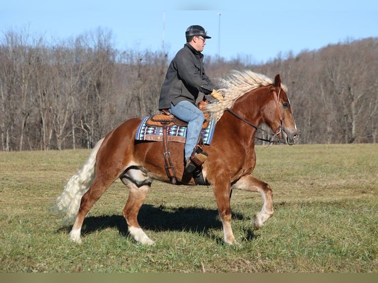 Arbeitspferd Wallach 8 Jahre 157 cm Rotfuchs in Level Green KY