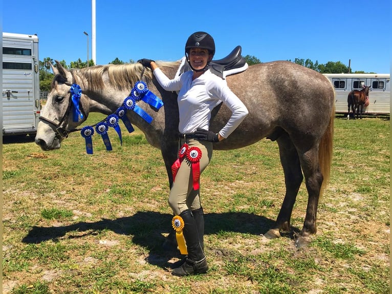 Arbeitspferd Mix Wallach 8 Jahre 157 cm Schimmel in Brooksville, FL