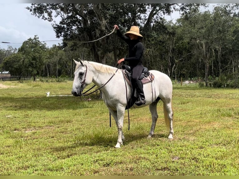 Arbeitspferd Mix Wallach 8 Jahre 157 cm Schimmel in Brooksville, FL