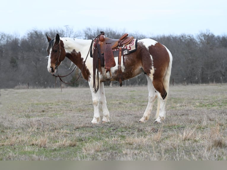 Arbeitspferd Wallach 8 Jahre 157 cm Tobiano-alle-Farben in Waco TX