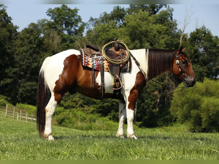 Arbeitspferd Mix Wallach 8 Jahre 157 cm Tobiano-alle-Farben in Millersburg