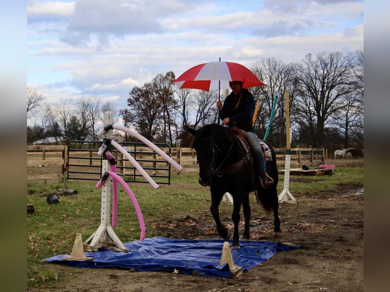 Arbeitspferd Wallach 8 Jahre 160 cm Rappe in Howell MI