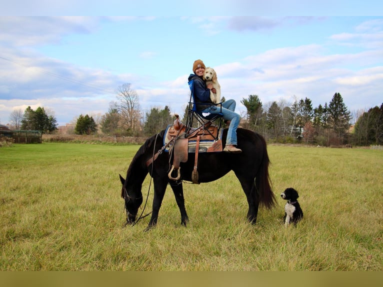 Arbeitspferd Wallach 8 Jahre 160 cm Rappe in Howell MI