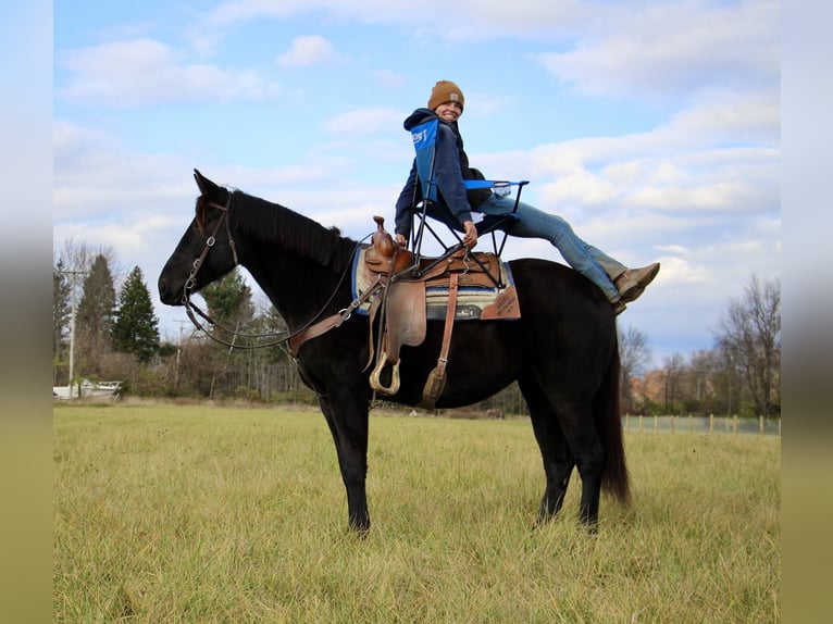 Arbeitspferd Wallach 8 Jahre 160 cm Rappe in Howell MI