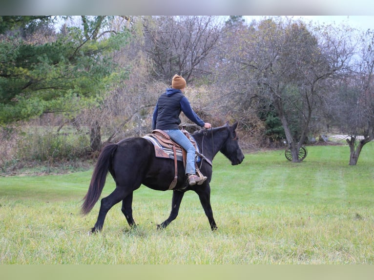 Arbeitspferd Wallach 8 Jahre 160 cm Rappe in Howell MI