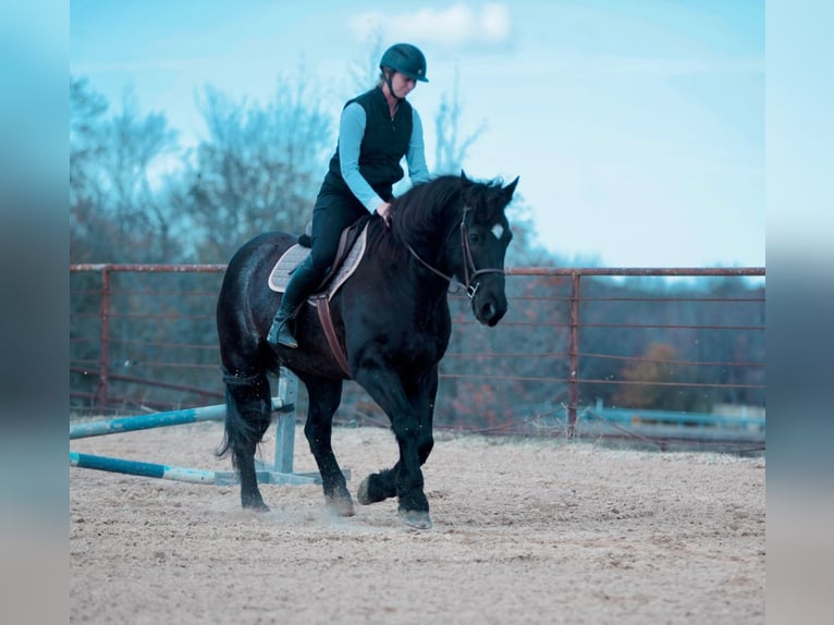 Arbeitspferd Mix Wallach 8 Jahre 160 cm Roan-Blue in Athens